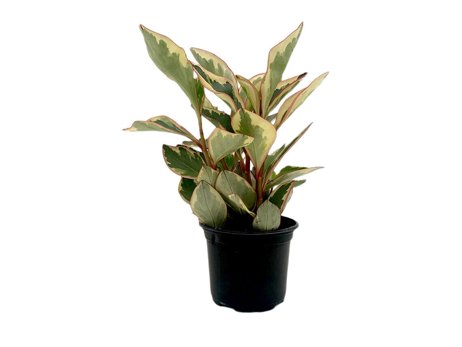 Rainbow Peperoma Ginny-4" Grower Pot