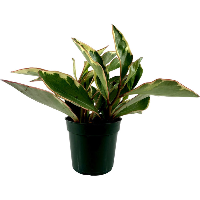 Rainbow Peperoma Ginny-4" Grower Pot