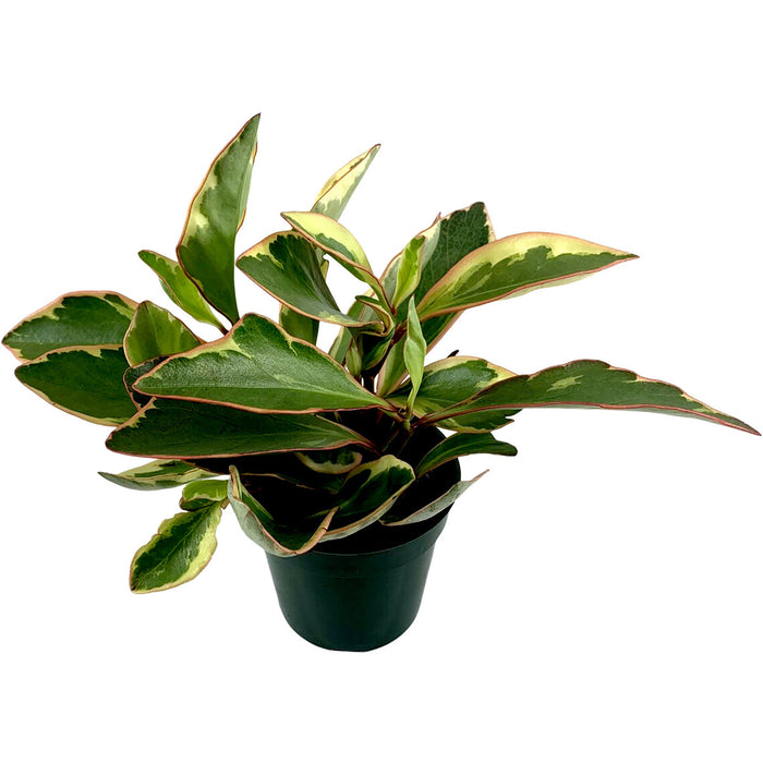 Rainbow Peperoma Ginny-4" Grower Pot