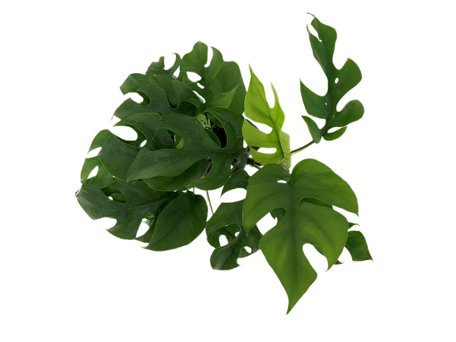 Philodendron Rhaphidophora Tetrasperma "Mini Monstera" "Ginny"-Starter Plant/4" Grower Pot