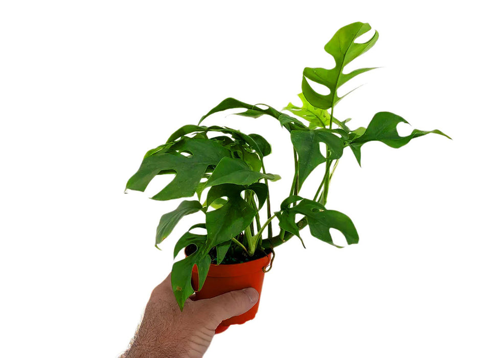 Philodendron Rhaphidophora Tetrasperma "Mini Monstera" "Ginny"-Starter Plant/4" Grower Pot