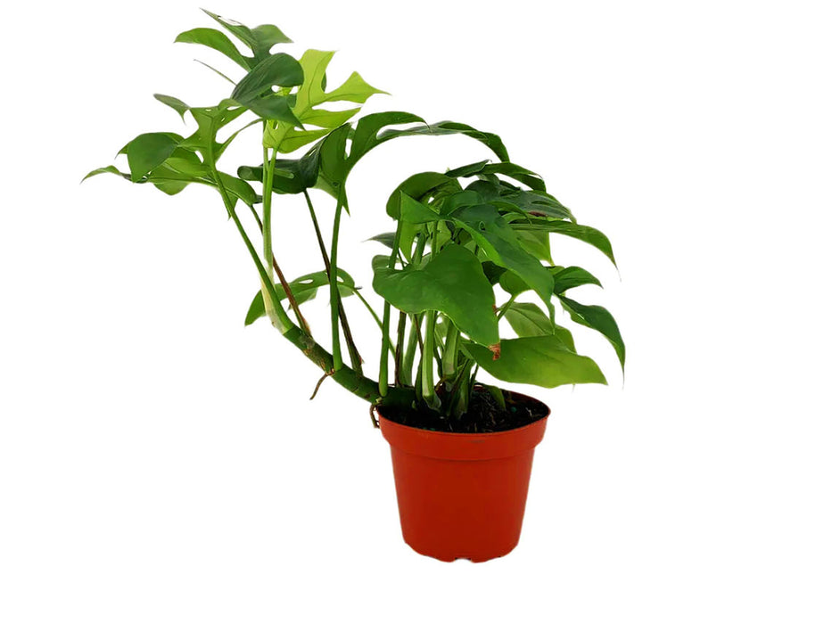 Philodendron Rhaphidophora Tetrasperma "Mini Monstera" "Ginny"-Starter Plant/4" Grower Pot