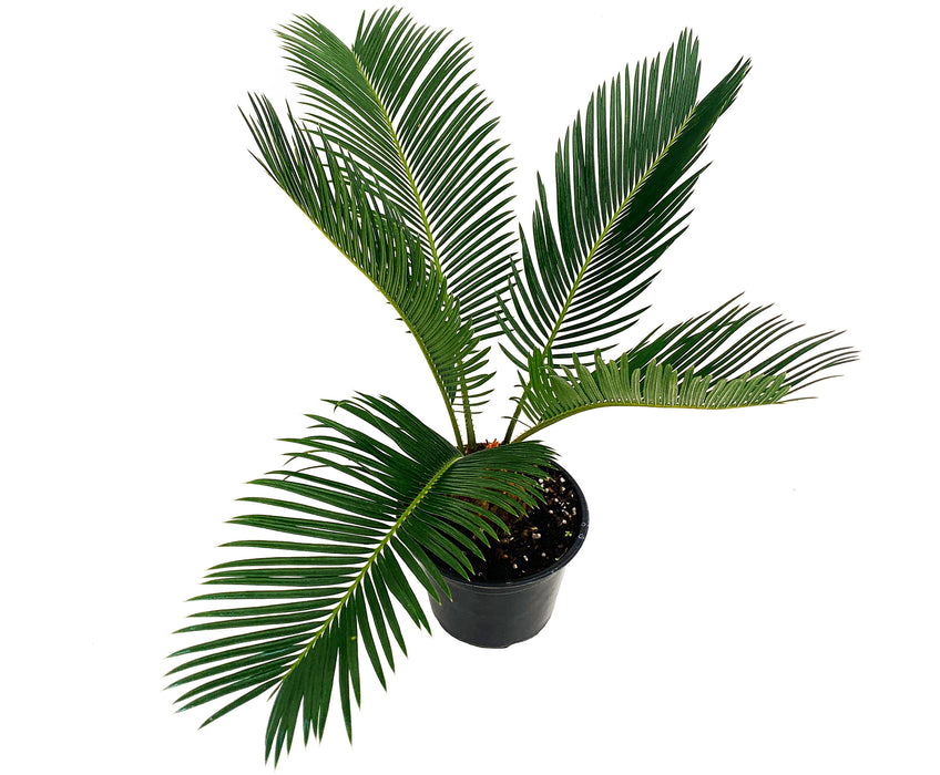 Sago Palm