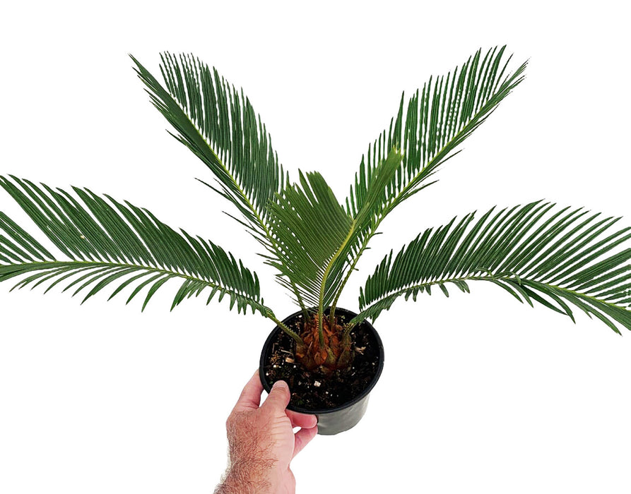 Sago Palm