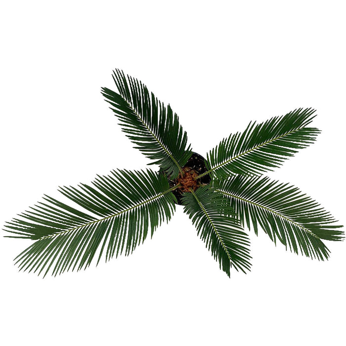 Sago Palm