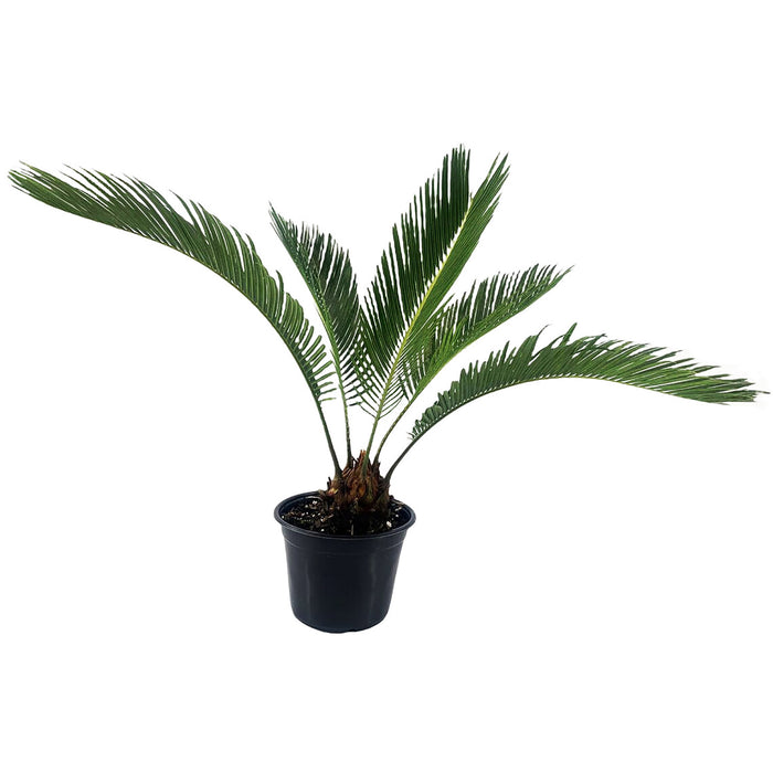 Sago Palm
