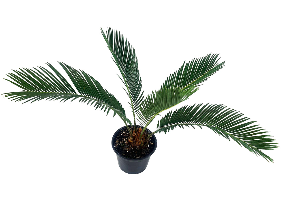 Sago Palm