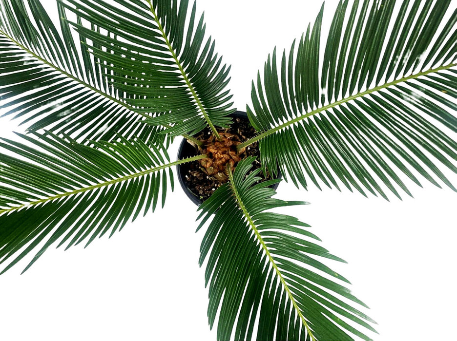 Sago Palm