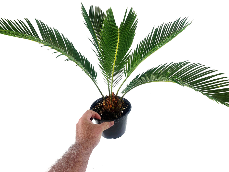 Sago Palm
