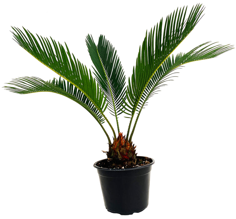 Sago Palm