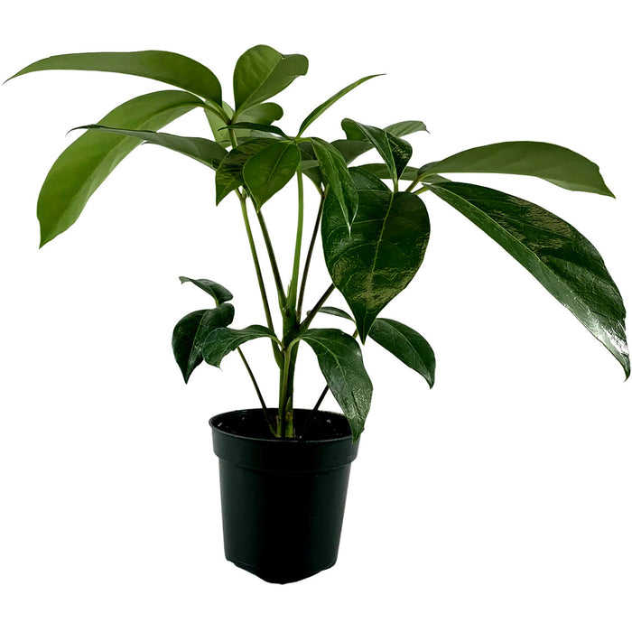 Schefflera Amate-Starter Plant/4" Grower Pot