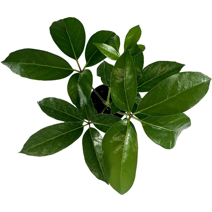 Schefflera Amate-Starter Plant/4" Grower Pot