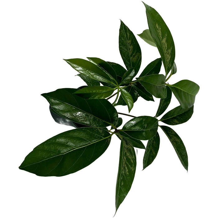 Schefflera Amate-Starter Plant/4" Grower Pot