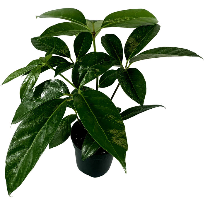 Schefflera Amate-Starter Plant/4" Grower Pot