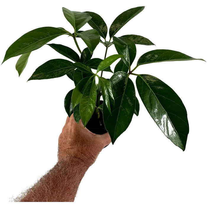 Schefflera Amate-Starter Plant/4" Grower Pot