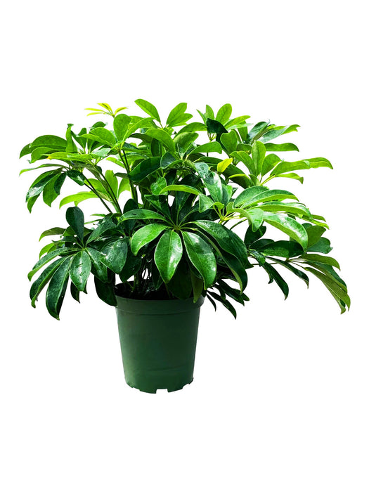 Schefflera Arboricola "Dwarf Umbrella Tree"-4" or 6" Grower Pot