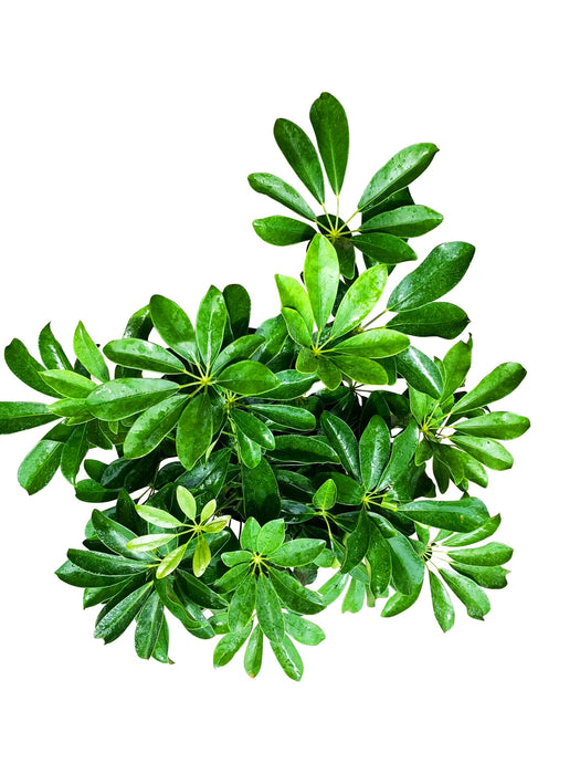 Schefflera Arboricola "Dwarf Umbrella Tree"-4" or 6" Grower Pot