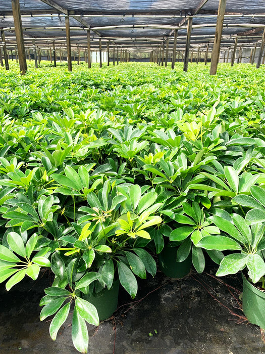 Schefflera Arboricola "Dwarf Umbrella Tree"-4" or 6" Grower Pot