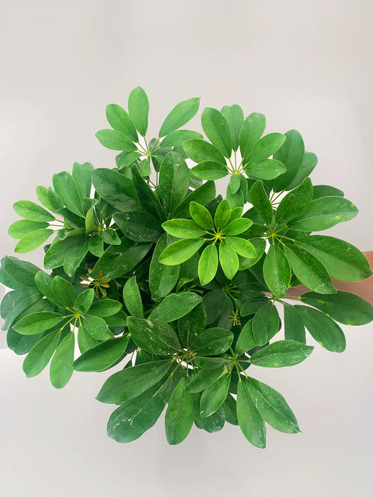 Schefflera Arboricola "Dwarf Umbrella Tree"-4" or 6" Grower Pot