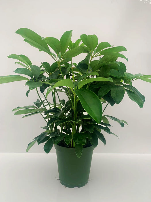 Schefflera Arboricola "Dwarf Umbrella Tree"-4" or 6" Grower Pot