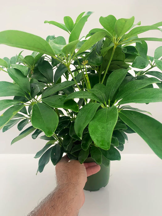 Schefflera Arboricola "Dwarf Umbrella Tree"-4" or 6" Grower Pot