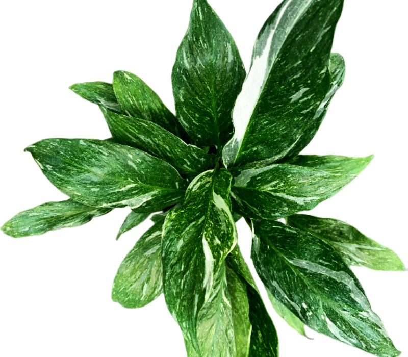 Spathiphyllum "Domino" Variegated
