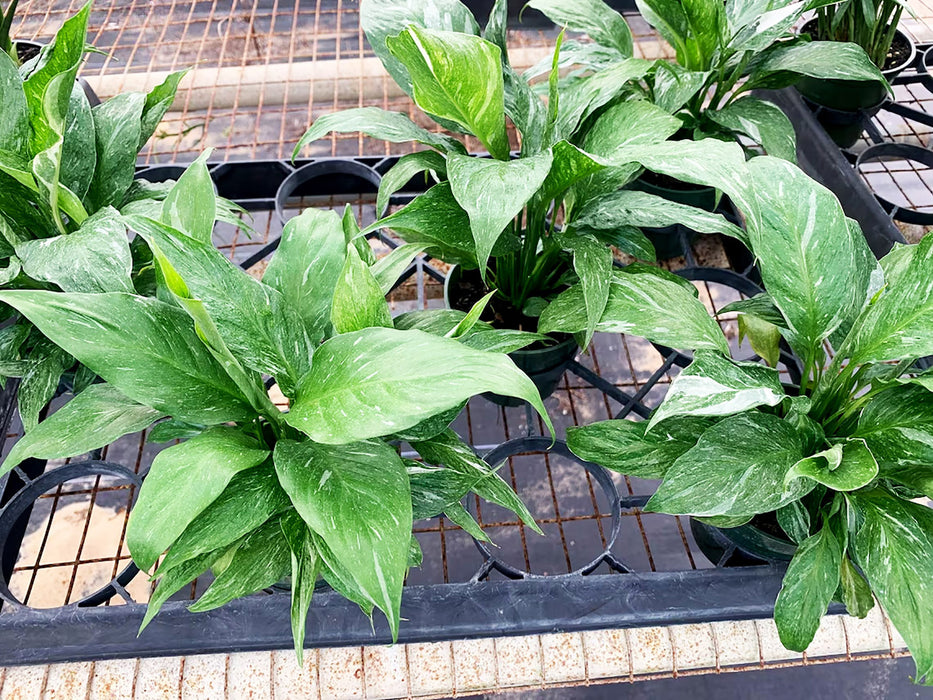Spathiphyllum "Domino" Variegated