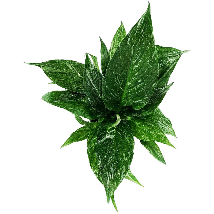 Spathiphyllum "Domino" Variegated