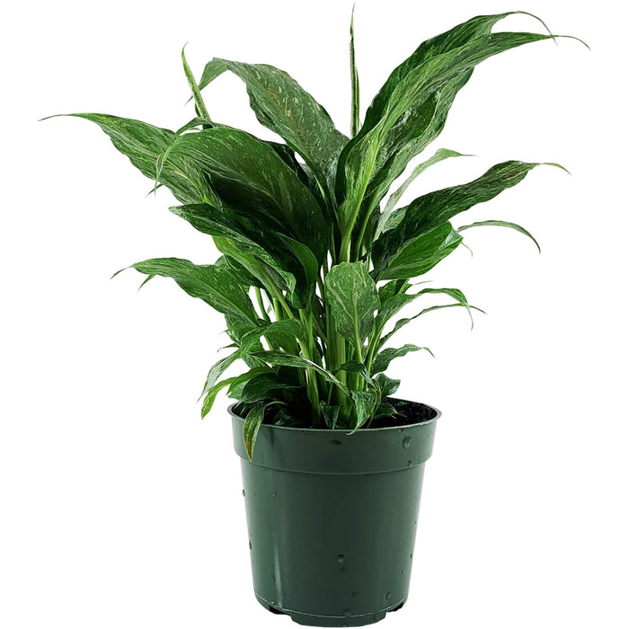 Spathiphyllum "Domino" Variegated