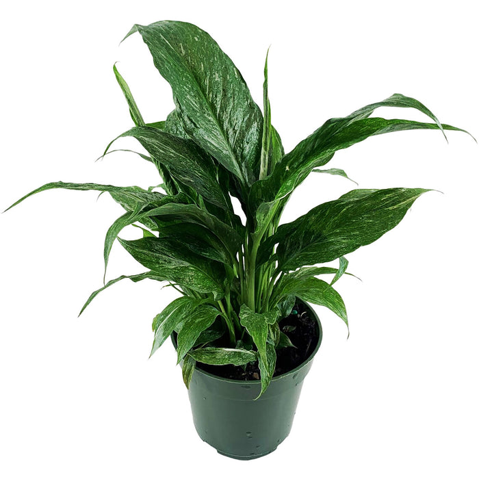Spathiphyllum "Domino" Variegated