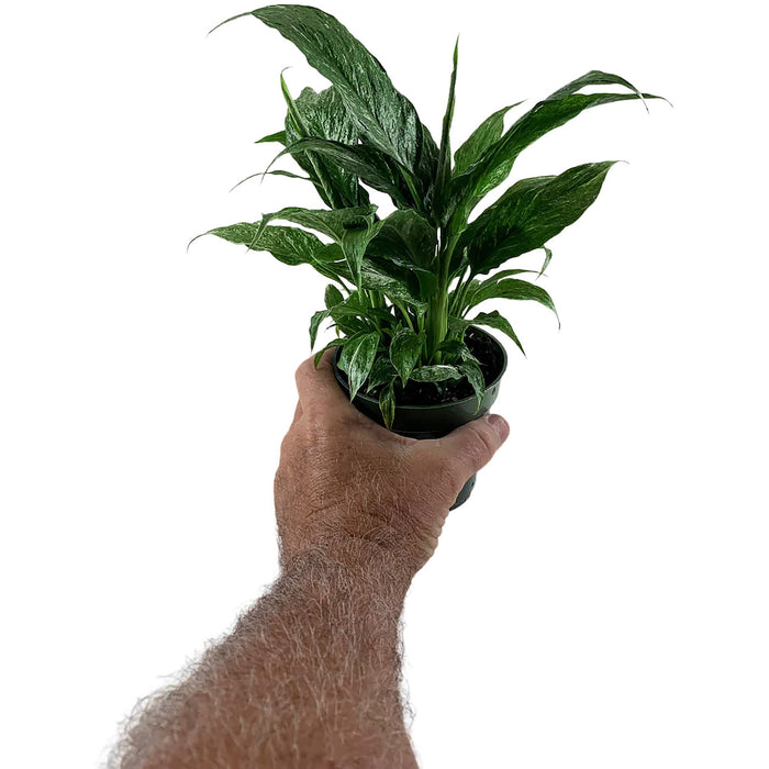 Spathiphyllum "Domino" Variegated