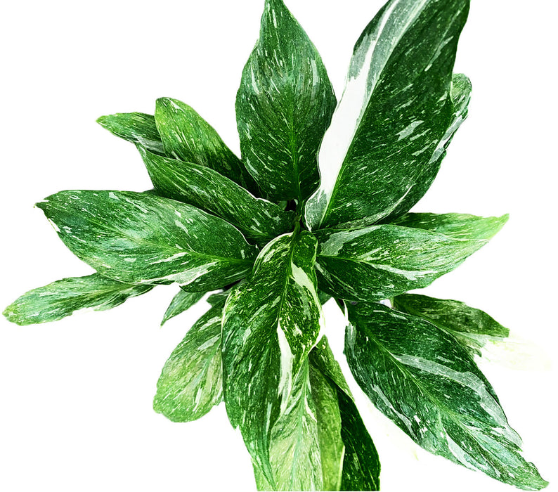 Spathiphyllum "Domino" Variegated