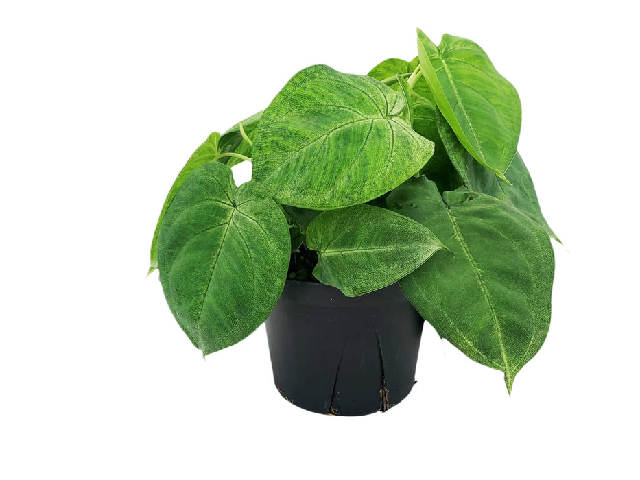 Syngonium Macrophyllum Frosted Heart Ice Frost