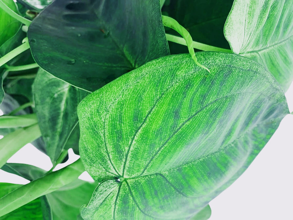Syngonium Macrophyllum Frosted Heart Ice Frost