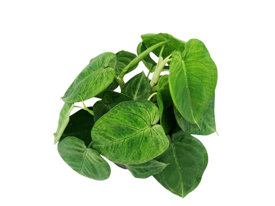 Syngonium Macrophyllum Frosted Heart Ice Frost