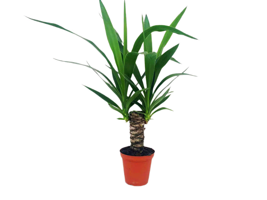 Yucca Cane