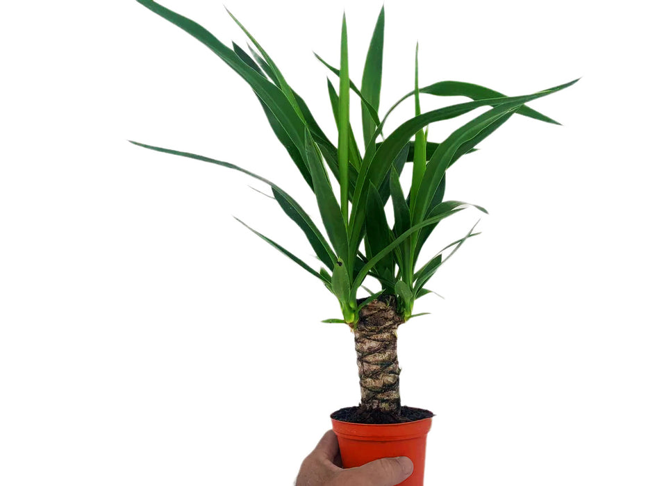 Yucca Cane