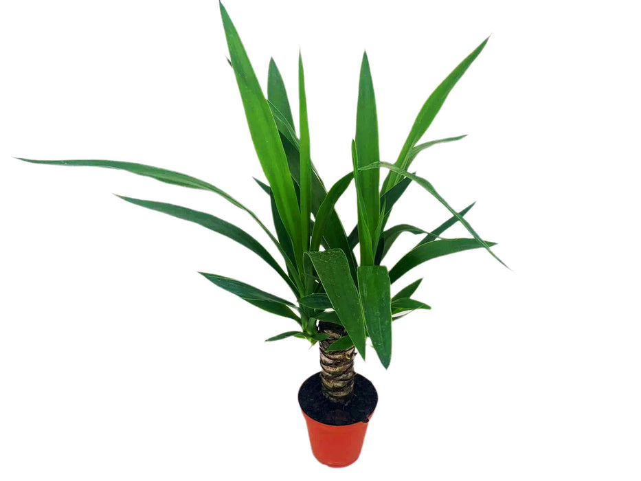 Yucca Cane