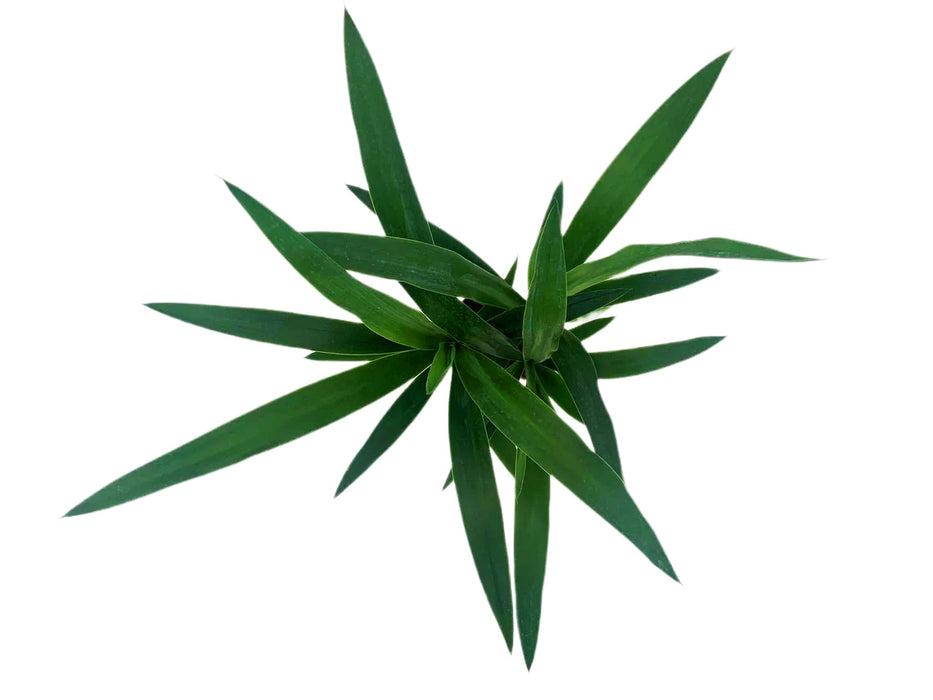 Yucca Cane