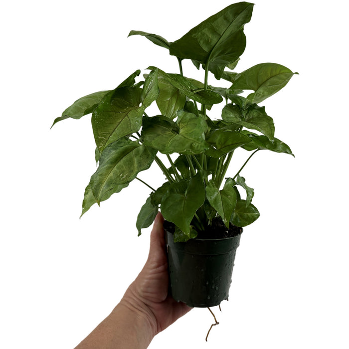 Syngonium Cream Allusion -Starter Plant or 4" Grower Pot