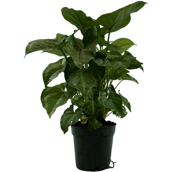 Syngonium Cream Allusion -Starter Plant or 4" Grower Pot