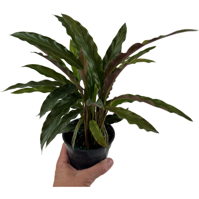 Calathea Elgergrass Starter Plant or 4" Grower Pot