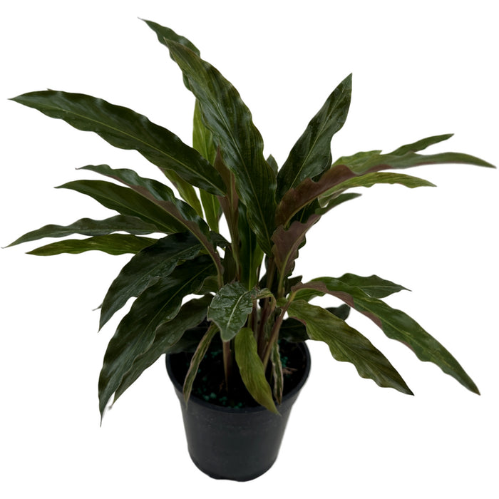 Calathea Elgergrass Starter Plant or 4" Grower Pot