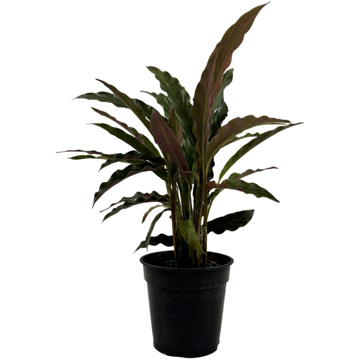 Calathea Elgergrass Starter Plant or 4" Grower Pot