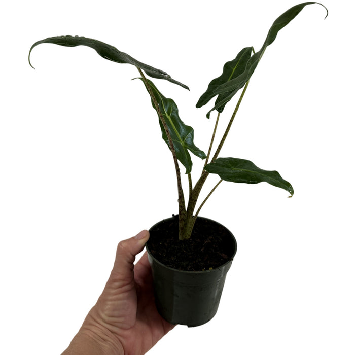 Alocasia Sarian- Starter Plant/4" Grower Pot