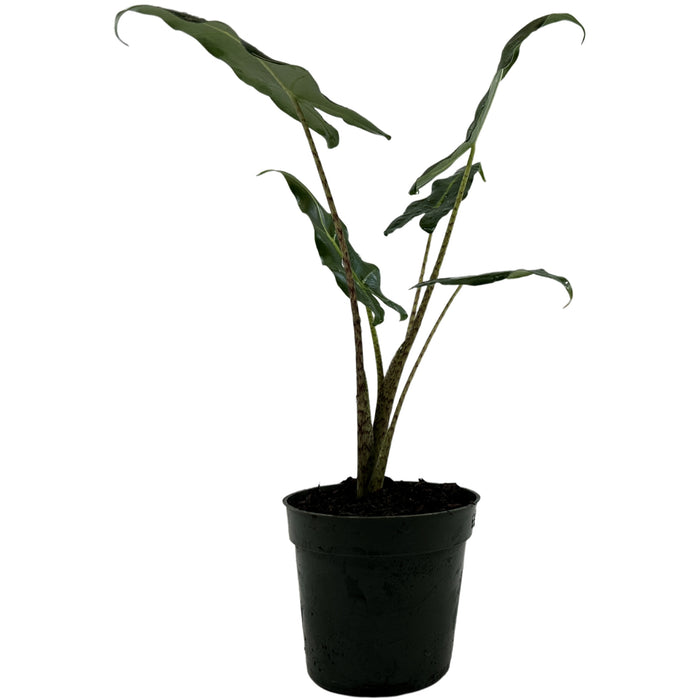 Alocasia Sarian- Starter Plant/4" Grower Pot