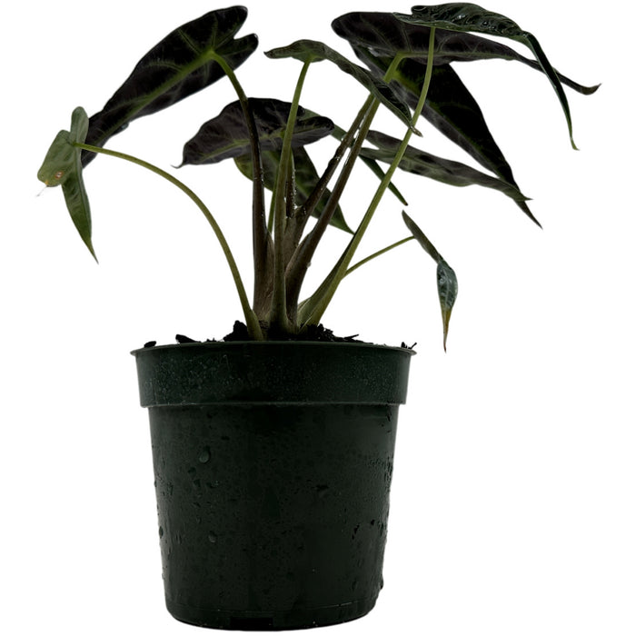 Alocasia Bambino- Starter Plant/4" Grower Pot