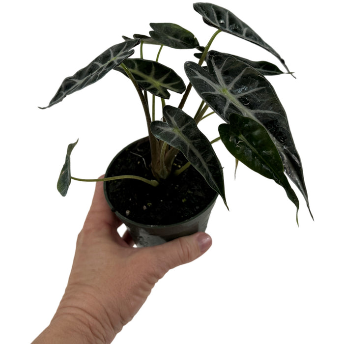 Alocasia Bambino- Starter Plant/4" Grower Pot