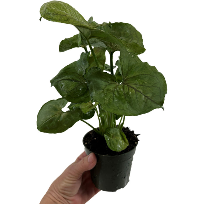 Synogonium Bob Allusion- Starter Plant / 4" Grower Pot