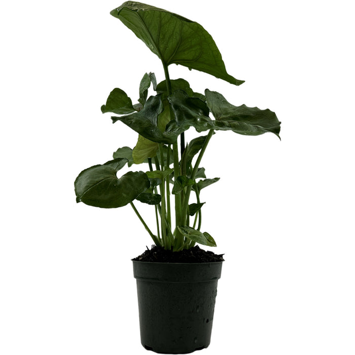 Synogonium Bob Allusion- Starter Plant / 4" Grower Pot